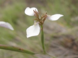 Moraea brevistyla flower